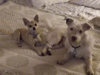 Costa Rica pups!