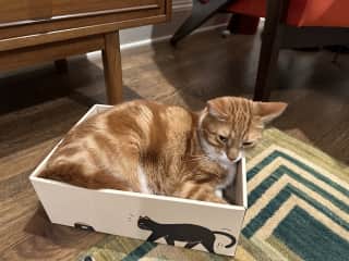 Ripley in a box