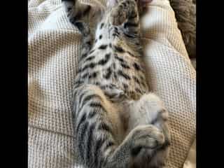Snuggling with Boris during a cat sit.