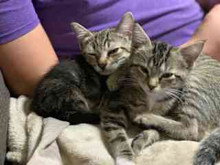 Here are our other two cats cuddled up