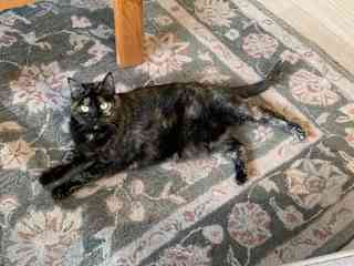 Kitty our sweetie who has now passed away.