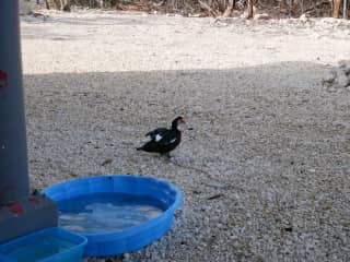 the duck that Alex helped rescue in Florida after a hurricane