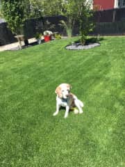 Oakley enjoying his fenced backyard