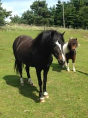 Holly and Yiska in summer