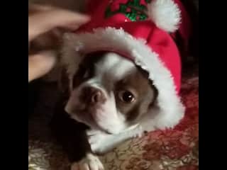 Christmas puppy, trying to be good!