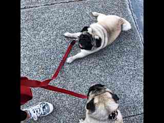 Untangling the very funny Pinky and Brain on a walk.