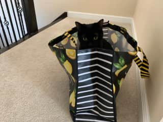 Izzy in the Bag