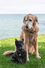 Layla and Bentley, our two wonderful dogs that we really enjoyed for 13 and 14 years, sadly they are both gone now