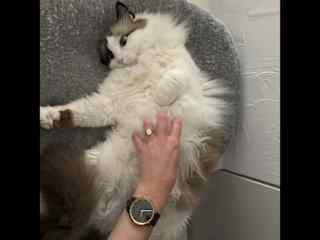 Mimi enjoying scratches at one of our TH sits.