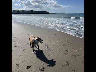 Scared of waves but loves swimming in the ocean!
