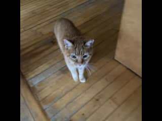 Culebrita wondering if she can convince mom that she hasn’t been fed yet this morning.