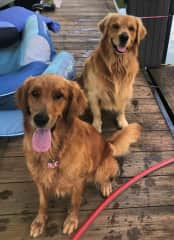 Will you throw the ball for us?  Love Bodie and Nelly