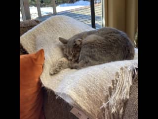 Sleeping in the living room.