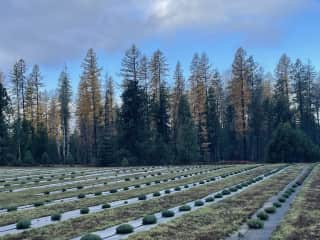 1.5 acre lavender field on auto drip