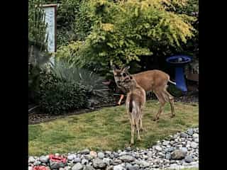 Wildlife in our yard.
