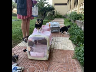 Catching stray cats in Spain (where I live) to have them neutered