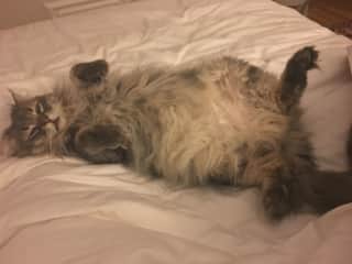 Tummy rub!