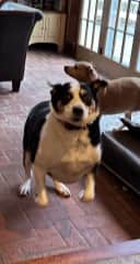 Maya doing her bucking-bronco routine excited for food or treats