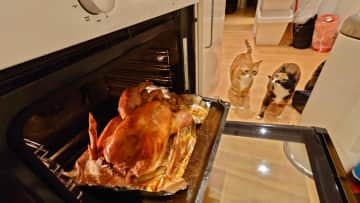 A bonus funny shot: they were very interested in our Christmas dinner! Action shot of the kitchen