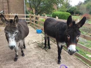 They like an ear scratch before heading out into the field in the morning.