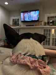TV with all the streaming services.