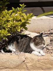 Stevie is blind and deaf loves sunbathing and is safe to go out in garden.