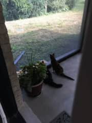 Chloe and Spooky in the screened-in lanai watching birds