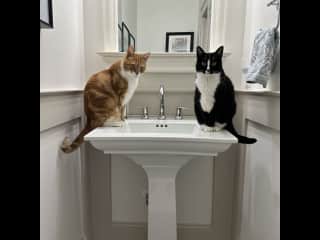 Ripley  (the ginger)and Maya (the black and white) in the powder room