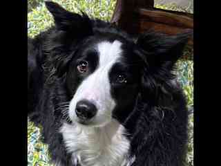 Dixey our girl