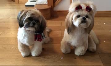 Louie and Betsy, Louie is our rescue pet