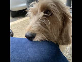 Harvey looking at me, waiting for me to give him his 100% natural dehydrated chicken breast treat that he loves… Who could resist that face?!!!