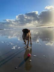 The Ginger one at the beach.