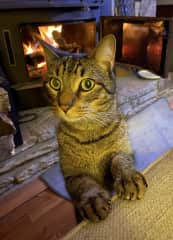 Hobbes loves to sit by the fireplace.