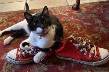 This is Quincy, who is usually impossible to take photos of but he luuuurves my fav trainers  which I should have ditched months ago. He's got great taste lol