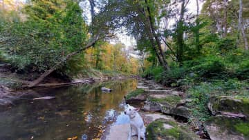 Backyard creek