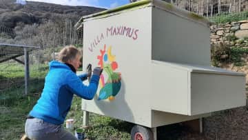 Painting the chickenhouse “Maximus” , Greece