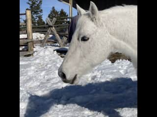 My treasure, will follow you for treats. She has a damaged hoof, sometimes needs meds for lamness