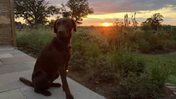 Bentley sat on the patio that overlooks the countryside