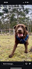 Muddy Paws Pack Adventure.