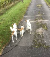 Out for a walk with her dog mates, Max (now deceased) and Daizy