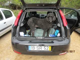 Buddy - about to go home after his walk on the beach - Portugal.