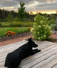 Front deck sunset. I can let her out by herself as she stays close and stands at the kitchen door when she is ready to come back in.