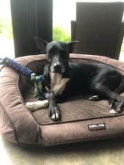 We found her laying under our garage roof about a year ago, very sad and dirty, but loving. We fixed her up, gave her lots of love and after a short time we decided to stop looking for a new home, as she was so grateful to be with us, we kept her.