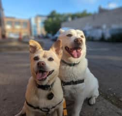 Our fave pics by our regular dog walker!
