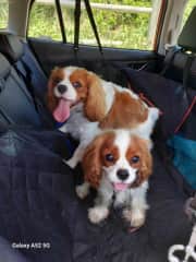 Jammie in the front and Daisy behind love a good road trip.