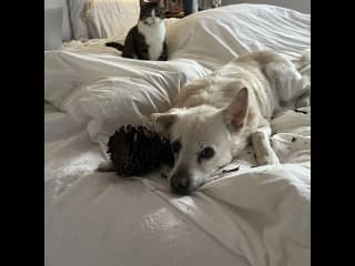Cats and dogs do get along