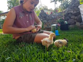 Maia and her chicks