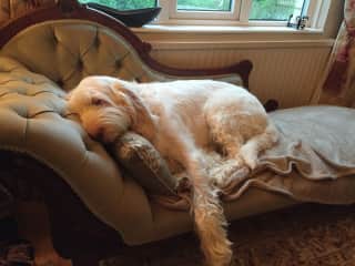 This is very typical of Mabel!