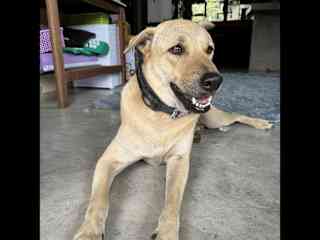 Ziggi, the dog of my friend in koh phangan who received the most cuddles since I’m here heheh