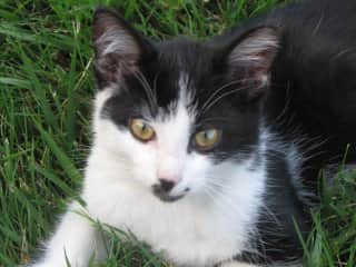 Buddy, my Dad's cat left to me as one of the treasure's of my inheritance. ( I swore I would never have more than 2 cats -- they really are like potato chips!!)